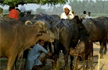 Truth vs Hype: Anti-Beef Laws in Maharashtra, Haryana Based More on Hyperbole Than Facts